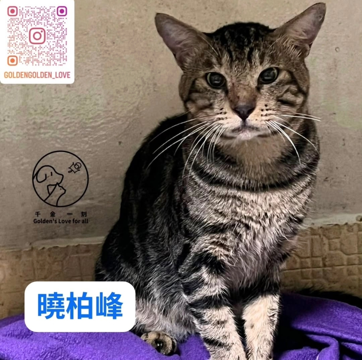 曉柏峰